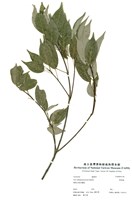 藏品(樟葉槭)的圖片